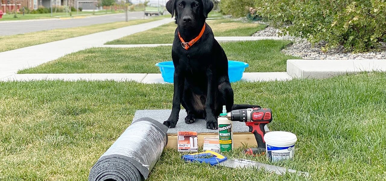 training dogs with tech