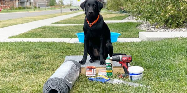 training dogs with tech