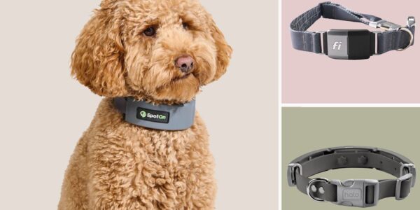 smart collars
